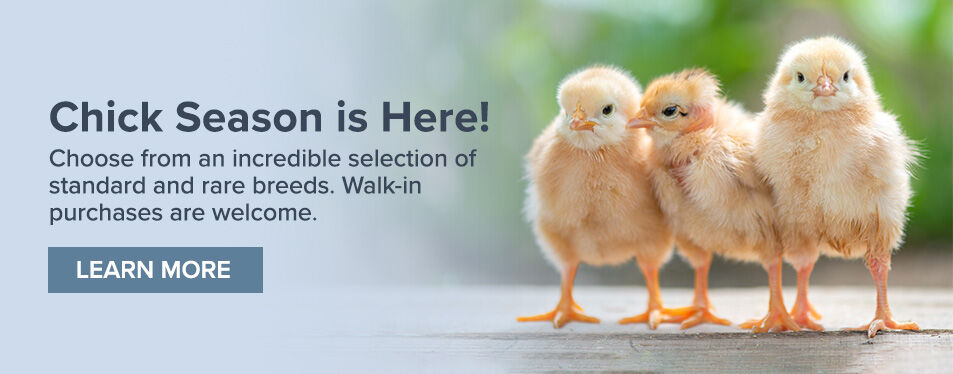 Chick Season